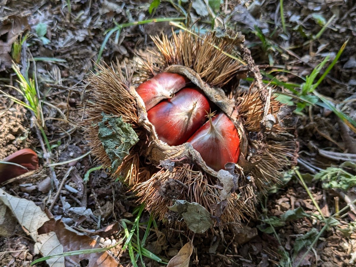 今年も開催！美味しいSDGs in 飯能　～栗の収穫と福祉施設の応援プロジェクト～